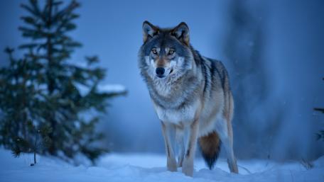 Winter Wolf Guardian wallpaper