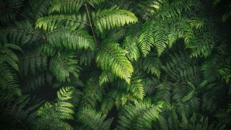 Lush Fern Canopy in Soft Forest Light wallpaper