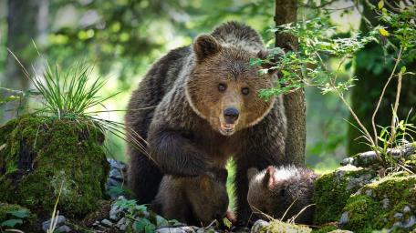 Forest Bear Family wallpaper