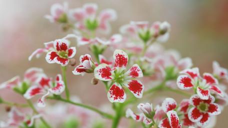 Delicate Dianthus Blossoms in Soft Spring Light wallpaper