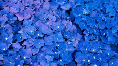 Blue Hydrangea Bloom Carpet wallpaper