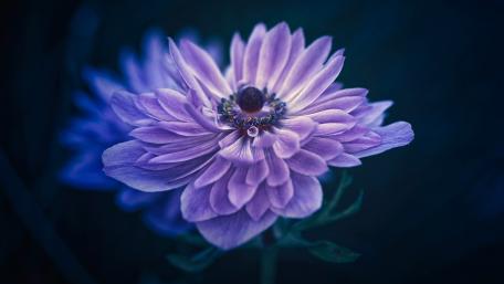 Purple Chrysanthemum Bloom wallpaper