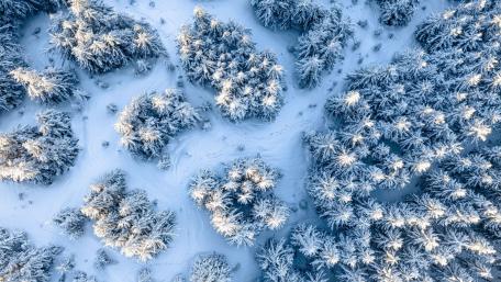 Frozen Fir Forest From Above wallpaper