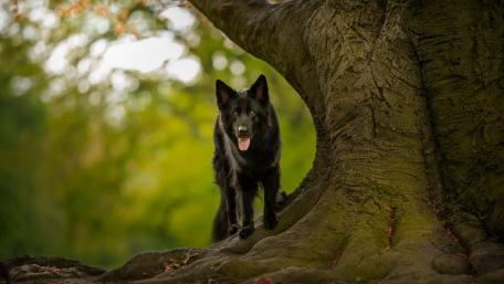Majestic Black German Shepherd in Nature wallpaper