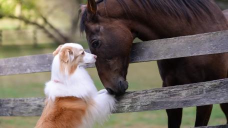 Gentle Friendship Between Dog and Horse wallpaper