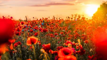 Sunlit Poppy Field at Golden Hour wallpaper