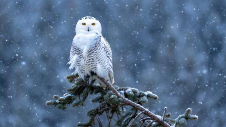 Owl On A Snowy Branch wallpaper