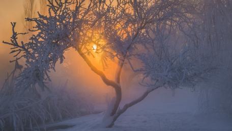 Frosted Dawn in Winter Fog wallpaper