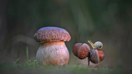 Tiny Snail on Forest Mushrooms wallpaper