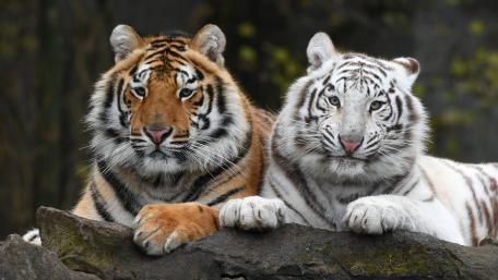 Majestic Tigers Resting Together wallpaper