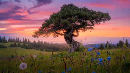Twilight Solitude Under Ancient Tree wallpaper