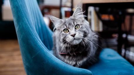 Fluffy Gray Kitten on Blue Chair wallpaper