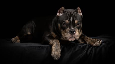Majestic American Bully in Focus wallpaper