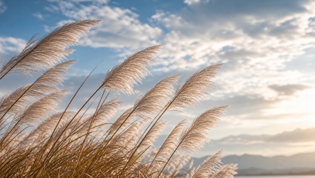 Golden Reeds at Sunset wallpaper