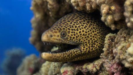 Spotted Moray in Coral Hideaway wallpaper