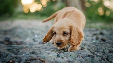 Playful Cocker Spaniel Puppy Exploring Outdoors wallpaper
