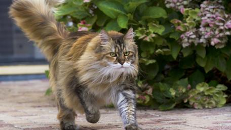 Graceful Fluffy Tabby in Blooming Garden wallpaper