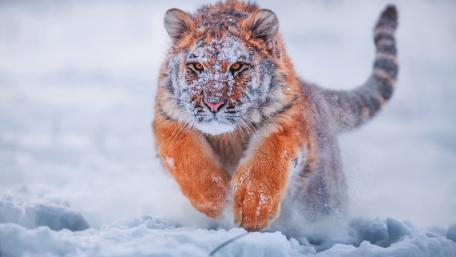 Majestic Siberian Tiger in Snowy Charge wallpaper