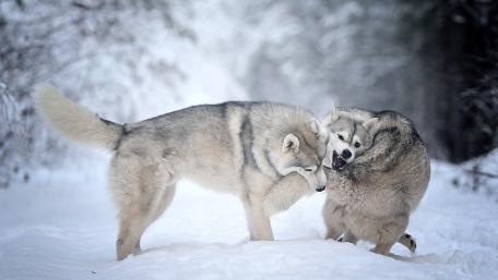 Winter Husky Playful Snowbound Friendship wallpaper