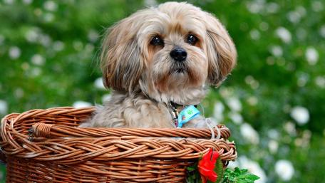 Adorable Lhasa Apso in Wicker Basket wallpaper