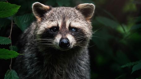 Gentle Raccoon in Forest Shadows wallpaper