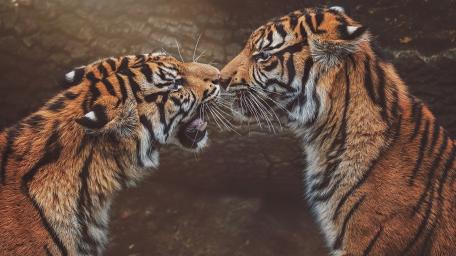 Tiger Face Off in the Wild wallpaper