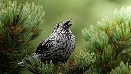 Nutcracker in Pine Stillness wallpaper