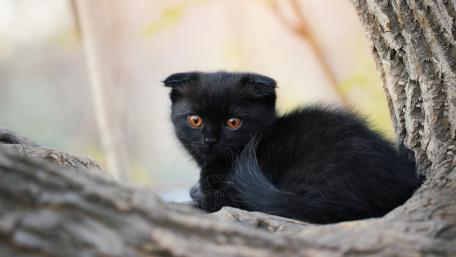 Black Kitten in a Tree Hollow wallpaper