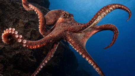 Majestic Giant Octopus in Deep Blue Waters wallpaper
