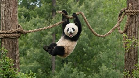 Playful Panda Swinging Through the Trees wallpaper