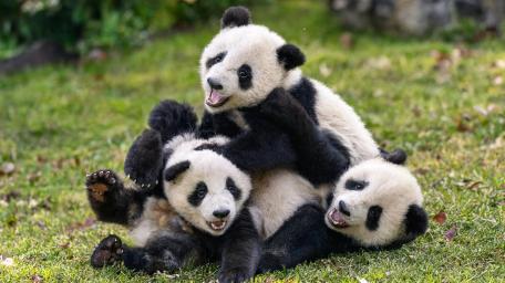Playful Panda Cubs wallpaper