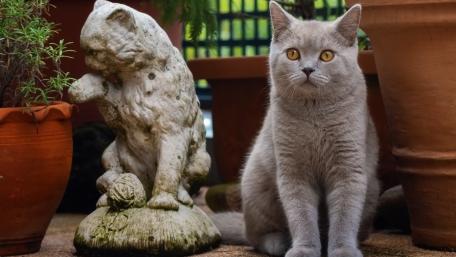 Elegant Grey Cat Among Garden Pots wallpaper