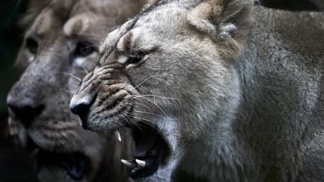 Roaring Lion Close Up wallpaper