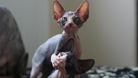 Playful Sphynx Cats Indoors wallpaper