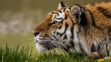 Majestic Tiger in Serene Grassland wallpaper