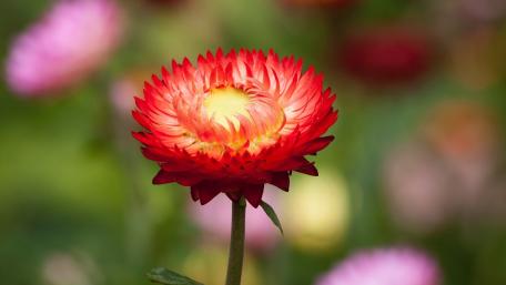 Radiant Red Blossom wallpaper