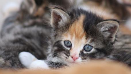 Adorable Closeup Kitten Portrait wallpaper