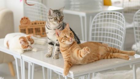 Cozy Cat Gathering wallpaper