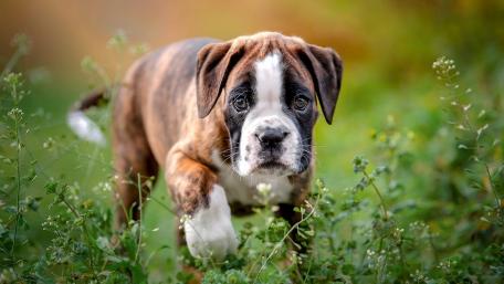 Boxer Puppy Exploring Green Meadow wallpaper