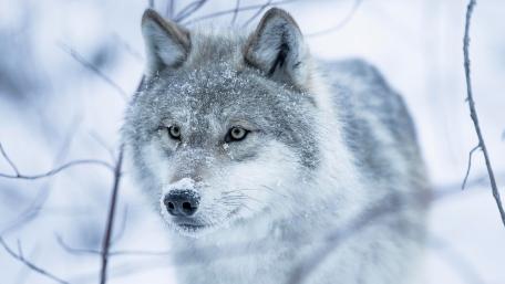 Silent Arctic Wolf in Winter Frost wallpaper