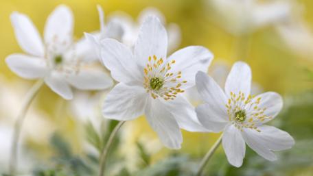 Delicate White Blossoms in Soft Spring Light wallpaper