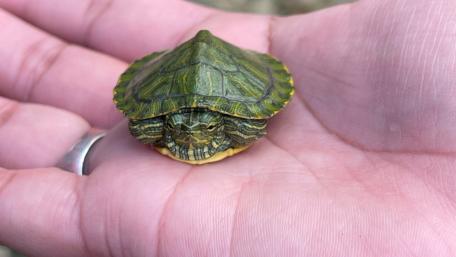 Tiny Turtle Nestled in Gentle Hands wallpaper