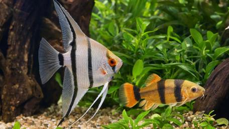 Tropical Aquarium Harmony wallpaper