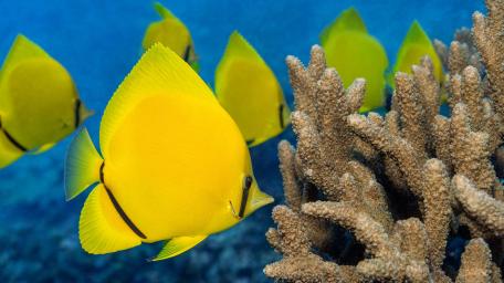 Butterfly Fish School wallpaper