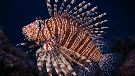 Graceful Lionfish in Coral Reef Glow wallpaper