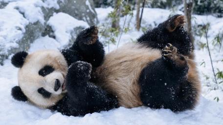 Snow Panda in Winter Wonderland wallpaper