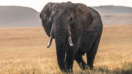 Majestic Elephant in Golden Savanna wallpaper