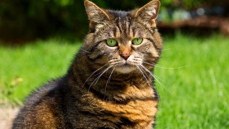 Alert Tabby Cat in Golden Grass wallpaper