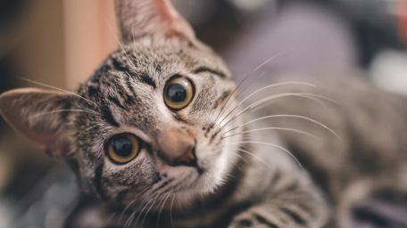 Curious Tabby Cat Close Up wallpaper