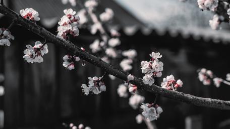 Sakura Branch in Soft Spring Bloom wallpaper